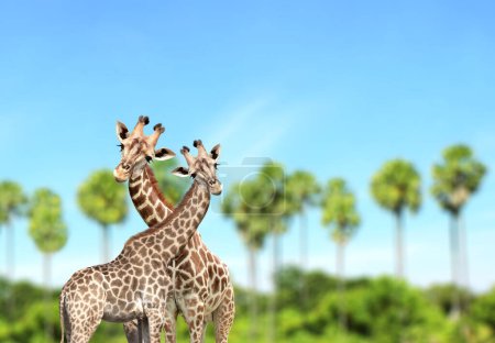 Zwei niedliche Kuriositätengiraffen vor sommerlichem Hintergrund. Giraffenpaar schaut interessiert. Tier starrt interessiert. Schöne Landschaft mit Giraffenpaar, Palmen und blauem Himmel