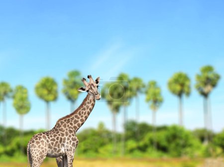 Cute curiosity giraffe on summer landscape background. The giraffe looks interested. Animal stares interestedly. Beautiful scenic with giraffe, palm trees and blue sky