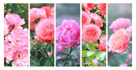 Sommerwind rosa flores sobre fondo verde soleado. Conjunto de rosas rosadas y rojas y hojas verdes. Colección de pancartas con flor de rosa con hojas