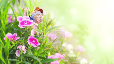 Fondo soleado de primavera con flores de clavel rosa (Dianthus caryophyllus) y mariposa. Fondo horizontal con mariposa sobre flor rosa clavo, hojas verdes. Copia espacio para texto. Plantilla simulada