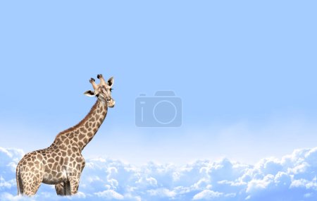 Téléchargez les photos : Jolie girafe curiosité sur fond de paysage ciel. La girafe semble intéressée. L'animal regarde avec intérêt. Beau paysage avec girafe dans les nuages. Espace de copie pour le texte - en image libre de droit