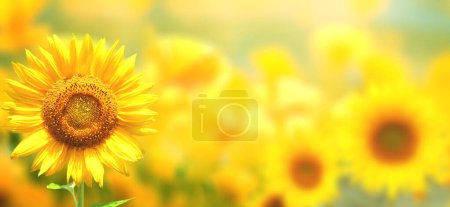 Sonnenblume auf verschwommenem, sonnigem Hintergrund. Horizontale Sommerfahne der Landwirtschaft mit Sonnenblumenfeld. Biologische Lebensmittelproduktion. Ernte von landwirtschaftlichen Produkten. Ölsaatenernte. Kopierraum für Text
