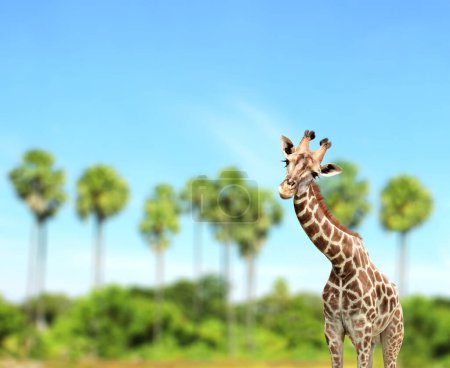 Téléchargez les photos : Jolie girafe curiosité sur fond de paysage d'été. La girafe semble intéressée. L'animal regarde avec intérêt. Beau paysage avec girafe, palmiers et ciel bleu - en image libre de droit