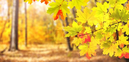 Foto de Calma temporada de otoño. Árbol de arce hojas en la hermosa naturaleza soleada paisaje de otoño. Bandera horizontal de otoño con hoja de arce de color rojo, verde y amarillo. Copiar espacio para texto - Imagen libre de derechos