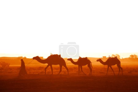 Bannière horizontale avec caravane de chameaux dans le désert du Sahara, Maroc. Pilote-berbère avec trois dromadaires chameaux sur fond de ciel levant et maisons traditionnelles marocaines

