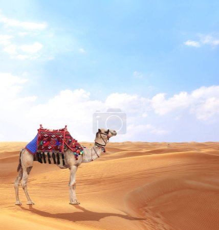 Camello en una colorida ropa de caballo en el desierto con dunas de arena roja. Hermoso paisaje con dunas de arena en el desierto, cielo azul y dromedario (camello árabe)