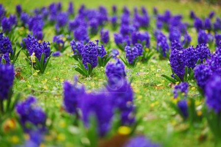 Foto de Muchos hermosos jacintos púrpura en la hierba verde en un parque de París, Francia en un bonito día de primavera - Imagen libre de derechos