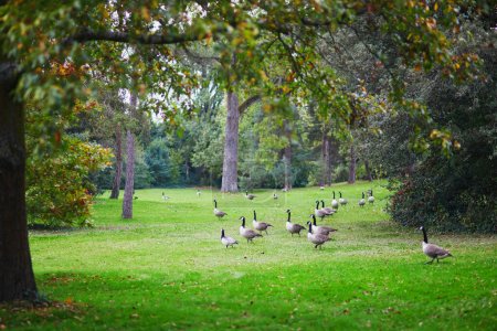 Canada geese (Branta canadensis) on the grass in Park Bagatelle, Paris, France