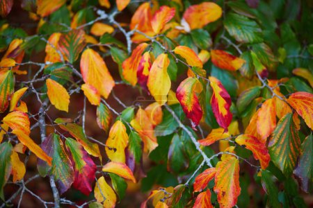 Téléchargez les photos : Feuilles d'automne rouges et jaunes lumineuses par une journée d'automne ensoleillée. Beauté de la nature d'automne - en image libre de droit