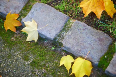 Téléchargez les photos : Feuilles jaunes d'automne sur le sol. Beauté de la nature automnale - en image libre de droit