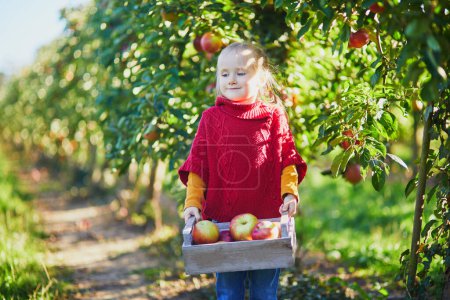Téléchargez les photos : Adorable fille d'âge préscolaire cueillant des pommes biologiques mûres rouges et jaunes dans le verger ou à la ferme un jour d'automne. Activités d'automne en plein air pour enfants - en image libre de droit