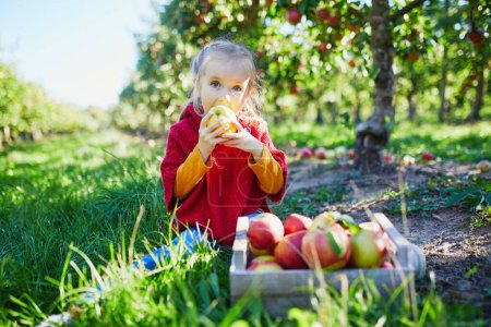 Téléchargez les photos : Adorable fille d'âge préscolaire cueillant des pommes biologiques mûres rouges et jaunes dans le verger ou à la ferme un jour d'automne. Activités d'automne en plein air pour enfants - en image libre de droit