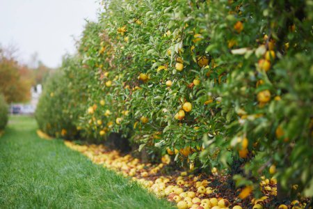 Téléchargez les photos : Pommes biologiques mûres jaunes sur branche de pommier - en image libre de droit