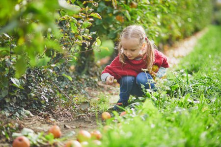 Téléchargez les photos : Adorable fille d'âge préscolaire cueillant des pommes biologiques mûres jaunes dans le verger ou à la ferme un jour d'automne. Activités d'automne en plein air pour enfants - en image libre de droit