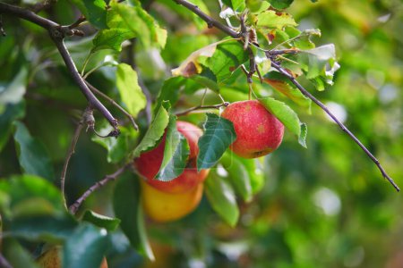 Téléchargez les photos : Pommes biologiques mûres rouges sur branche de pommier - en image libre de droit