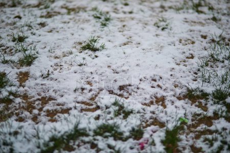 Photo for Ground and green grass covered with first snow - Royalty Free Image