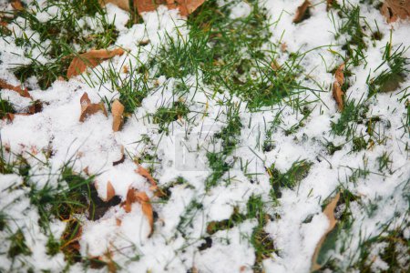 Photo for Ground and green grass covered with first snow - Royalty Free Image