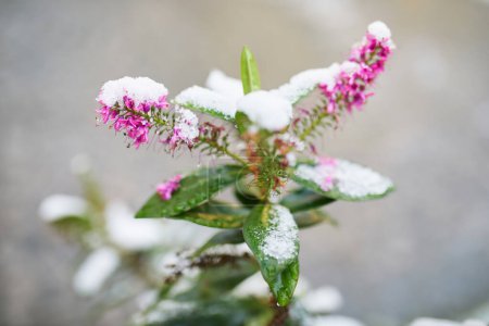 Photo for Snow covering flowers on a branch. Unusual weather conditions in Paris, France - Royalty Free Image