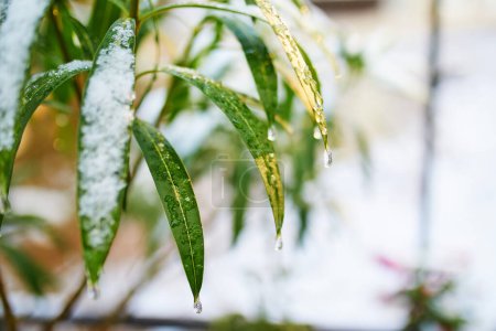 Photo for Snow covering plant with green leaves. Unusual weather conditions in Paris, France - Royalty Free Image