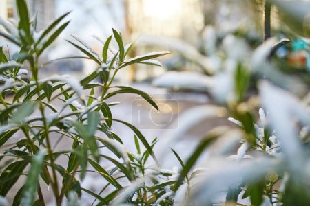 Photo for Snow covering plant with green leaves. Unusual weather conditions in Paris, France - Royalty Free Image