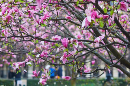 Photo for Pink magnolia tree flowers on a spring rainy day in Paris, France - Royalty Free Image
