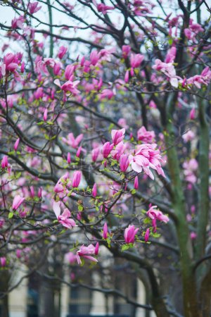Photo for Pink magnolia tree flowers on a spring rainy day in Paris, France - Royalty Free Image