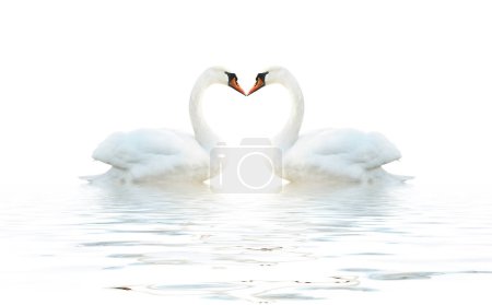 Photo for Two swans isolated on a white surface with waves. - Royalty Free Image