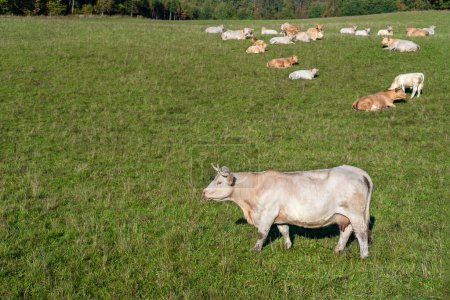 Foto de Vacas blancas pastan en el campo. - Imagen libre de derechos