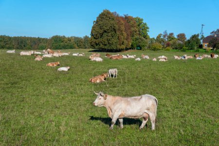 Foto de Vacas blancas pastan en el campo. - Imagen libre de derechos