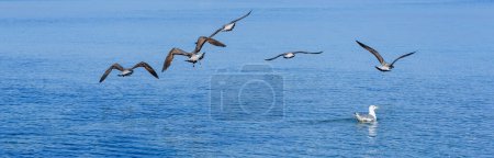 Foto de Aves voladoras sobre el agua de mar. - Imagen libre de derechos