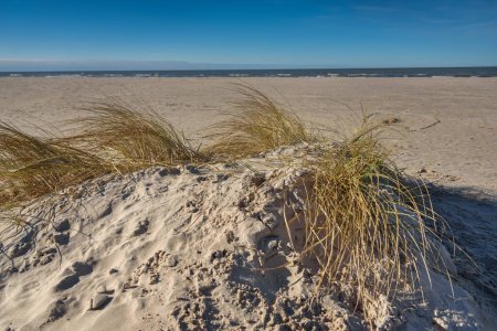 Foto de Dunas de arena en la costa del Mar Báltico. - Imagen libre de derechos