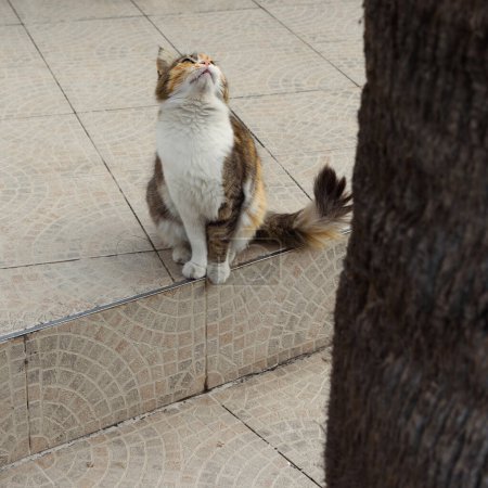 Foto de Un gato doméstico caza pájaros en una palmera. - Imagen libre de derechos