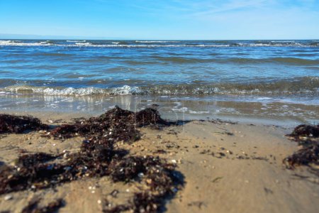Foto de Algas marinas naturales en la costa del mar Báltico. - Imagen libre de derechos