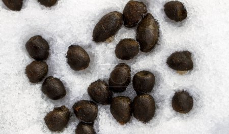 Natural deer droppings on white snow background.