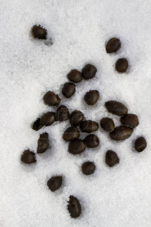 Téléchargez les photos : Excréments naturels de cerfs sur fond de neige blanche. - en image libre de droit