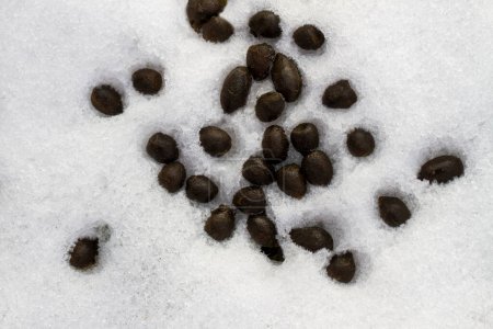 Excréments naturels de cerfs sur fond de neige blanche.