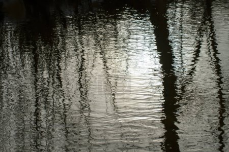 Reflexión en el agua en primavera.