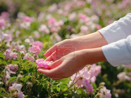 Photo for Woman picking roses in Field of Damascena roses in sunny summer day . Rose petals harvest for rose oil perfume production. village Guneykent in Isparta region, Turkey a real paradise for eco-tourism. - Royalty Free Image