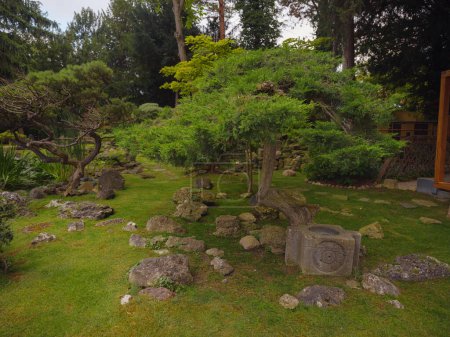 Japanese garden in Vienna inside Botanical garden: Japanese maple, topiary small pine trees, stepping stones, moss, small stream among trees