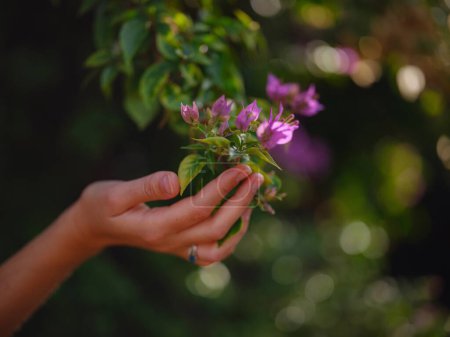 female hand delicately holds bougainvillea flowers, adding vibrant and graceful presence to natural surroundings. The flowers bright colors are beautiful contrast to parks lush greenery.