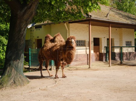 The Bactrian camel eating, Camelus bactrianus, large, even-toed ungulate native to the steppes of Central Asia. walk in Frankfurt Zoological garden, founded in 1858 and second oldest zoo in Germany