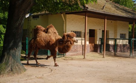 Le chameau bactrien mangeant, Camelus bactrianus, gros ongulés à doigts pairs originaire des steppes d'Asie centrale. promenade dans le jardin zoologique de Francfort, fondée en 1858 et deuxième plus ancien zoo en Allemagne