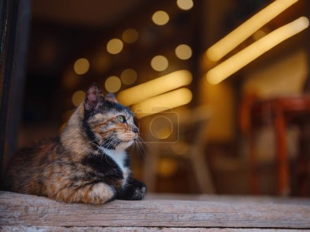 Cat lounging on the doorstep of a souvenir shop in AntalyaTurkey