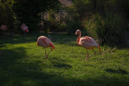 Pink Flamingo at Frankfurt Zoo, sunset time. walk in Frankfurt Zoological garden, founded in 1858 and second oldest zoo in Germany