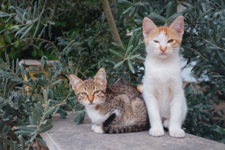 Kittens sitting on the fence against the backdrop of olive trees.