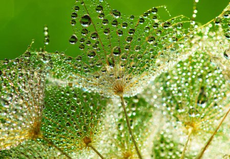 Téléchargez les photos : Fond de fleur de pissenlit en gouttes d'eau sur la lumière du soleil - en image libre de droit