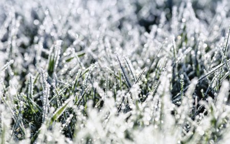 Photo for Winter background, morning frost in the grass on sunlight - Royalty Free Image