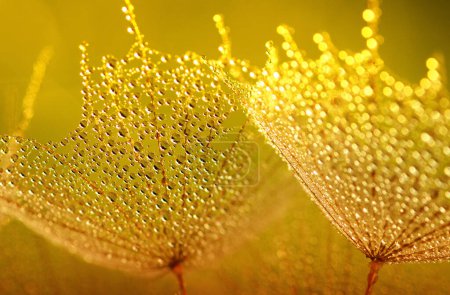 Téléchargez les photos : Fond de fleur de pissenlit en gouttes d'eau sur la lumière du soleil - en image libre de droit