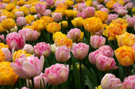 Téléchargez les photos : Fleur de tulipes fleurissant dans le fond coloré lumineux - en image libre de droit