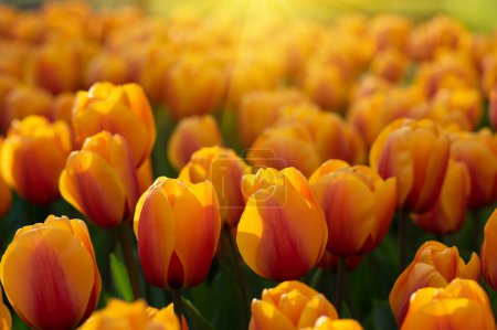 Téléchargez les photos : Des tulipes colorées dans le jardin à la lumière du soleil - en image libre de droit